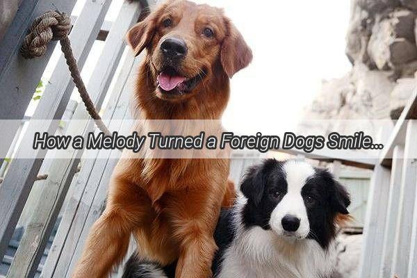 How a Melody Turned a Foreign Dogs Smile into a Giggle A Heartwarming Tale of Canine Laughter